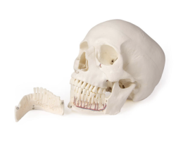 Anatomický model lebky - kopie - kopie - kopie - kopie