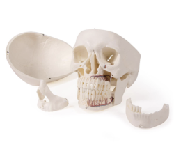 Anatomický model lebky - kopie - kopie - kopie - kopie